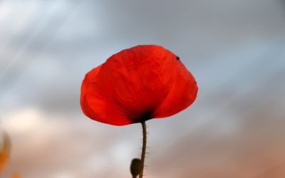 Lest We Forget – Remembrance Day Resources